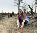 На Сахалине высадили "Сад памяти": 3,3 тысячи лиственниц появились у Мицулёвки