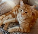 К ветеринару на Сахалине загремел десятикилограммовый деревенский кот, "увешанный" клещами
