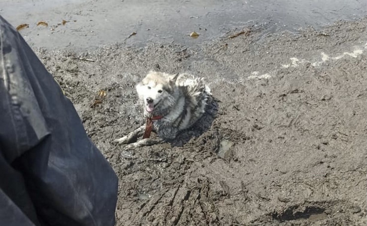 Оголодавшая собака напала на козу фермеров на Сахалине 