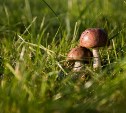 Роспотребнадзор попросил сахалинцев не кормить грибами детей в возрасте до 14 лет