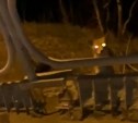 Восемь пар горящих глаз: семейство лис попыталось перейти дорогу в Южно-Сахалинске 