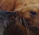 Жестокие игры и давка: блогер снял видео о непростой судьбе сивучат на острове Тюленьем