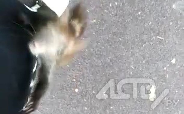 "Хулиган, узнал Наташу!": бесстрашная белка атаковала посетительницу парка в Южно-Сахалинске