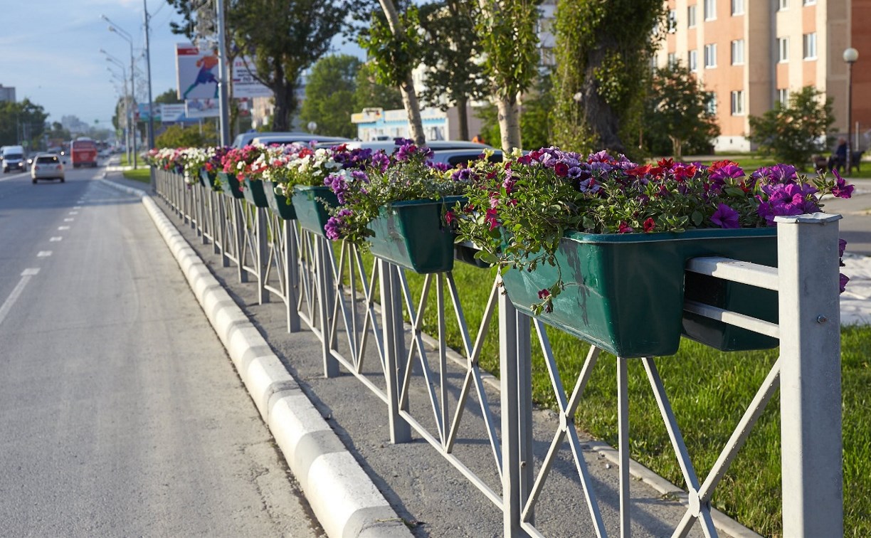 Неизвестные вырывают цветы из подвесных горшков на дорожных ограждениях в Южно-Сахалинске