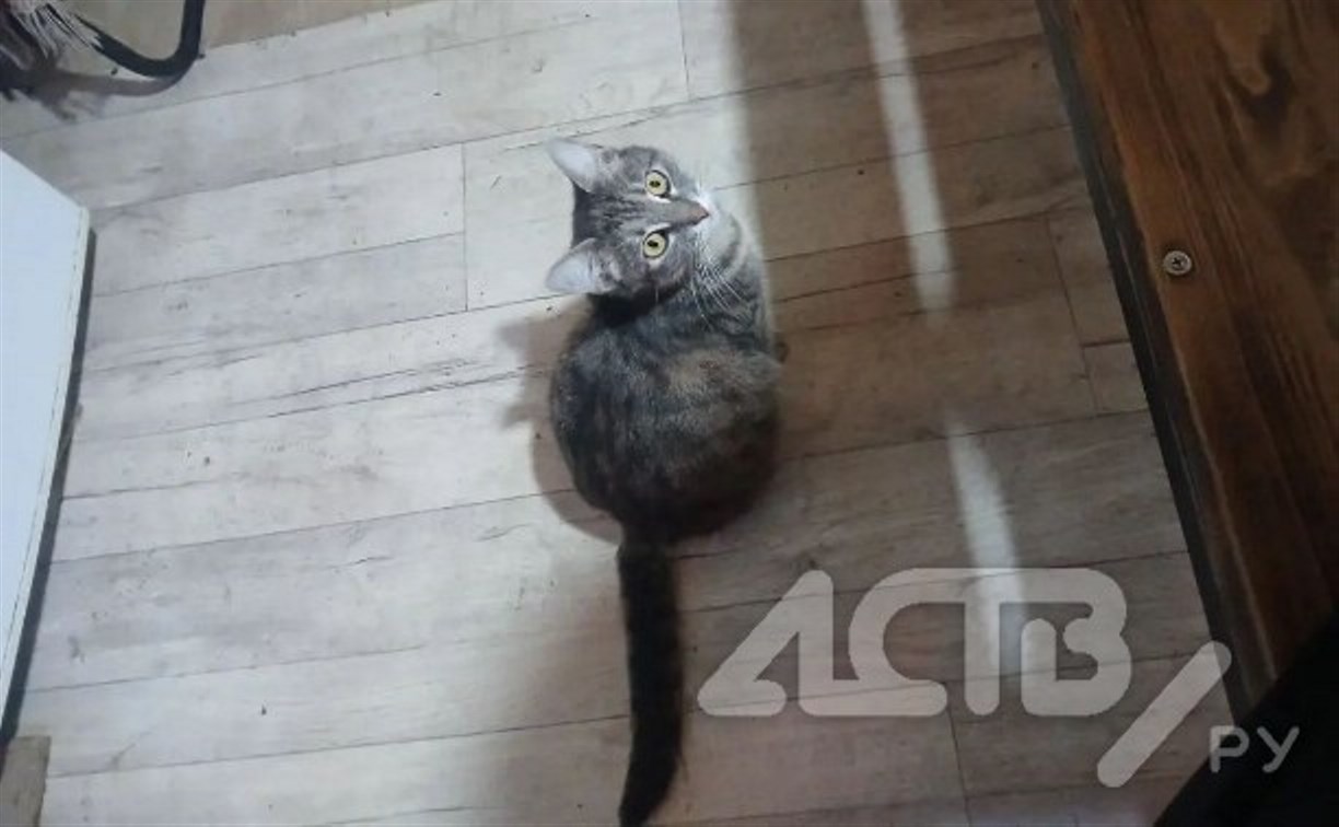 Не бросил в беде: сахалинский военнослужащий спас беременную кошку и передал её волонтёрам