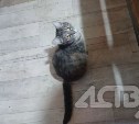 Не бросил в беде: сахалинский военнослужащий спас беременную кошку и передал её волонтёрам