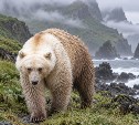 На Кунашире нашли гибрид белых и бурых медведей