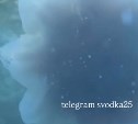 Дайверы встретили гигантскую медузу в водах Приморья