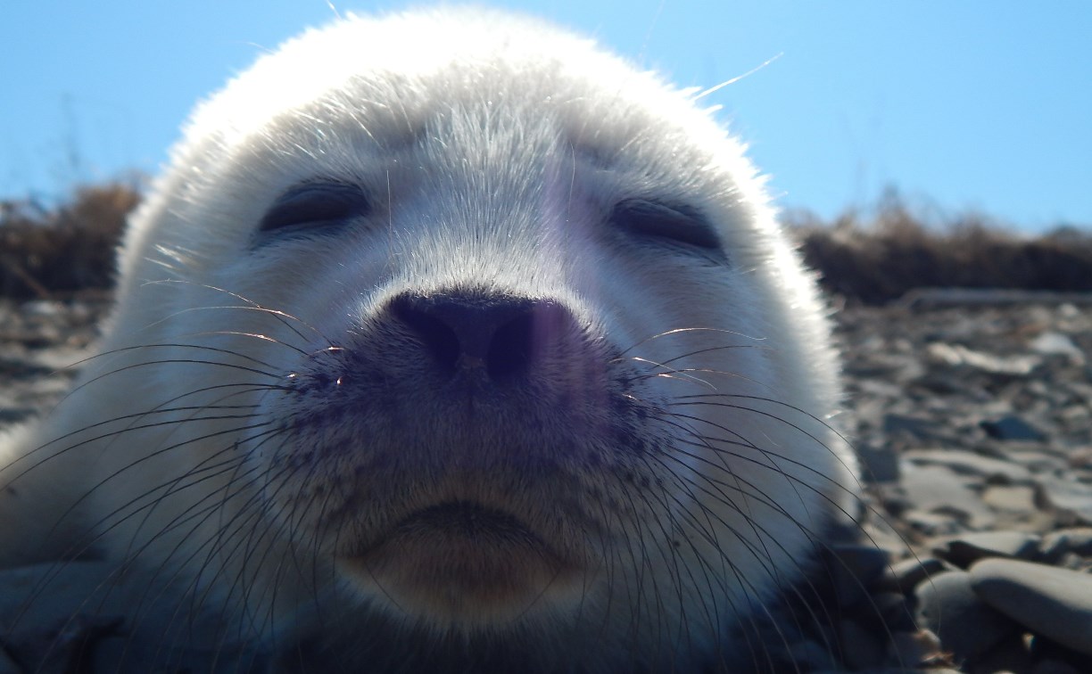 Сахалинцев просят не тискать маленьких тюленей