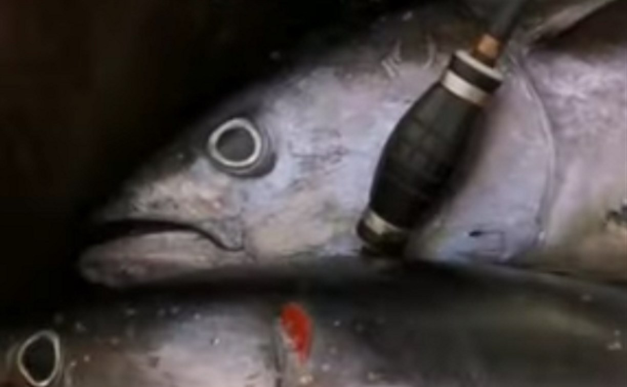 Начался сезон тунца: сахалинец на надувной лодке поймал 5 крупных рыбин 