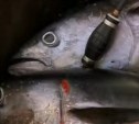 Начался сезон тунца: сахалинец на надувной лодке поймал 5 крупных рыбин 