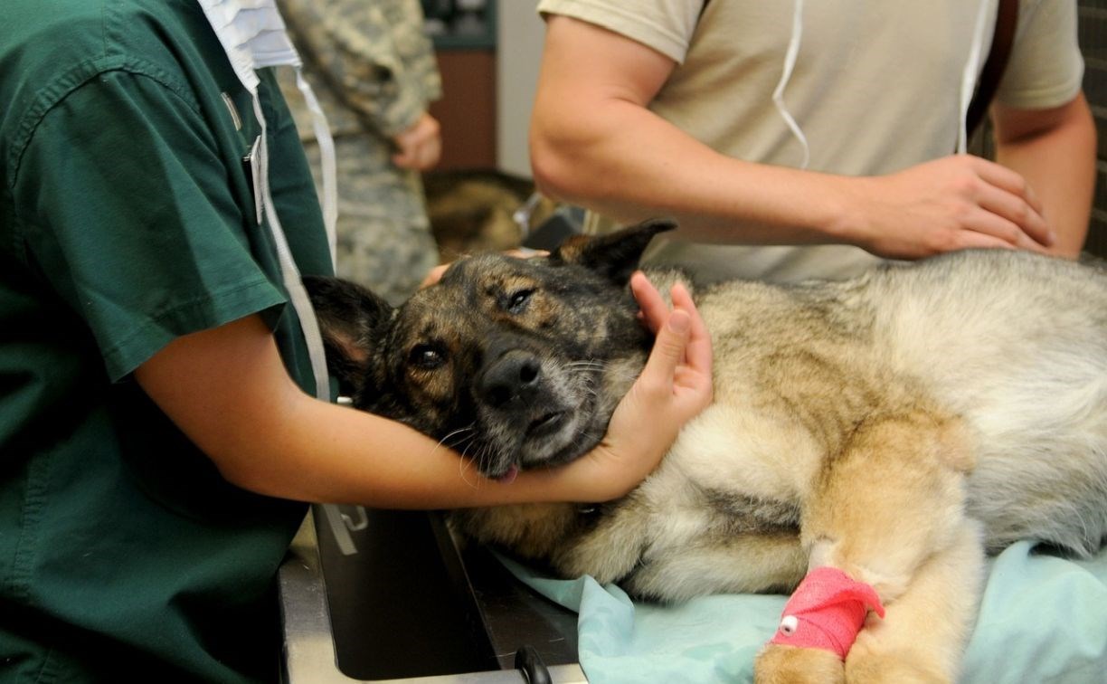 В России предложили ввести налоговый вычет за лечение домашних животных