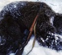На Камчатке застрелили первого в этом году медведя-шатуна