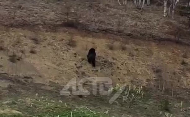 Медведь заставил сахалинцев бежать по пляжу в Пригородном