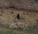 Медведь заставил сахалинцев бежать по пляжу в Пригородном