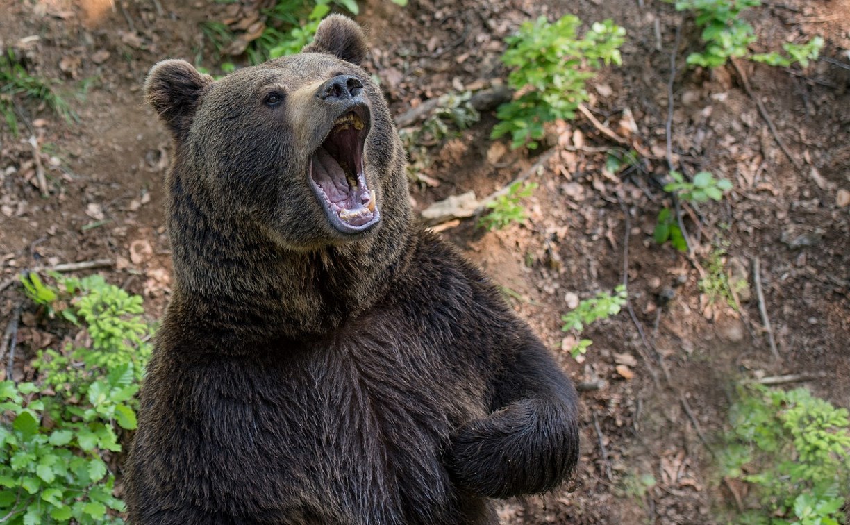 "Насчитали 7 медведей, ходят группировками": в Охе подняли вопрос большого количества хищников