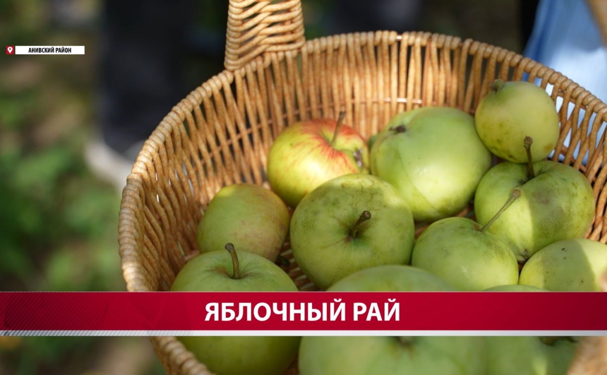 Сахалинский фермер рассказал, зачем кладёт ржавое железо в лунку с саженцем яблони