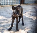 В зоопарке Южно-Сахалинска волков угостят сочным мясом