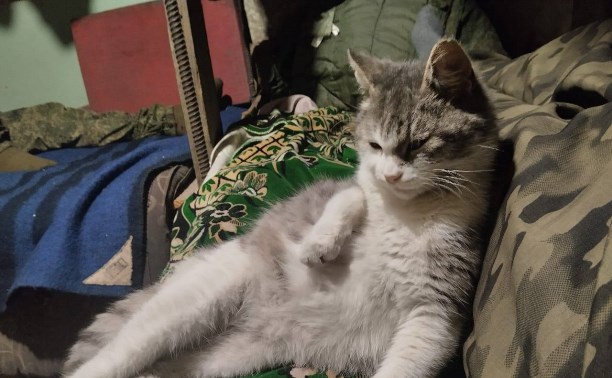Выжила и едет на Сахалин: островитянин спас на СВО раненую кошку