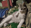 Выжила и едет на Сахалин: островитянин спас на СВО раненую кошку