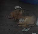 Водитель без прав в Холмске два раза намеренно переехал бездомную собаку