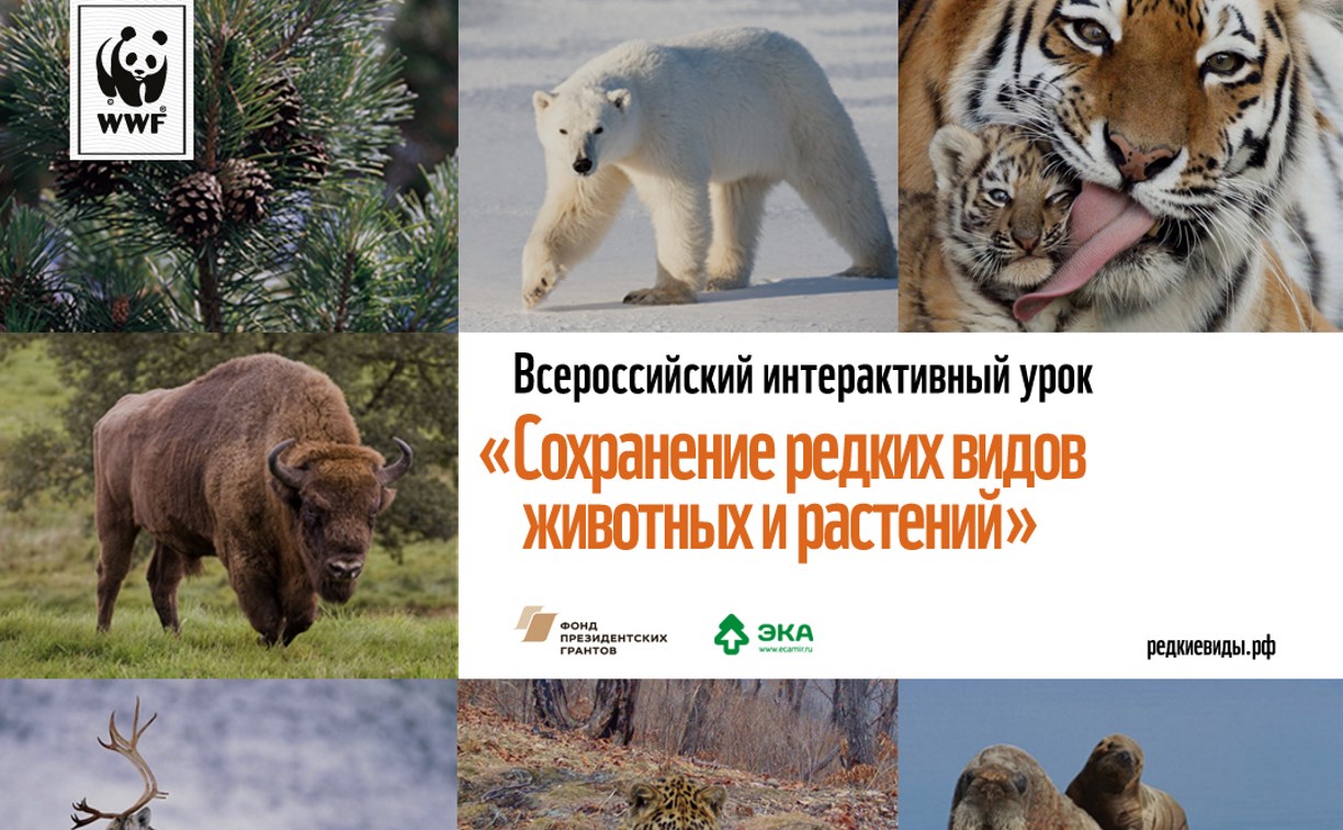 Сахалинские школьники смогут узнать больше об аистах и тиграх