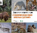 Сахалинские школьники смогут узнать больше об аистах и тиграх
