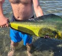 Редкую золотую макрель поймали руками в Яблочном