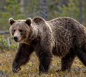 На Камчатке запретили приближаться к медведям ближе чем на 200 метров