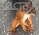 Очаровательную рыже-черную белку сняли на видео в парке Южно-Сахалинска