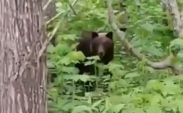 Медведь на Сахалине ворует улов у рыбаков
