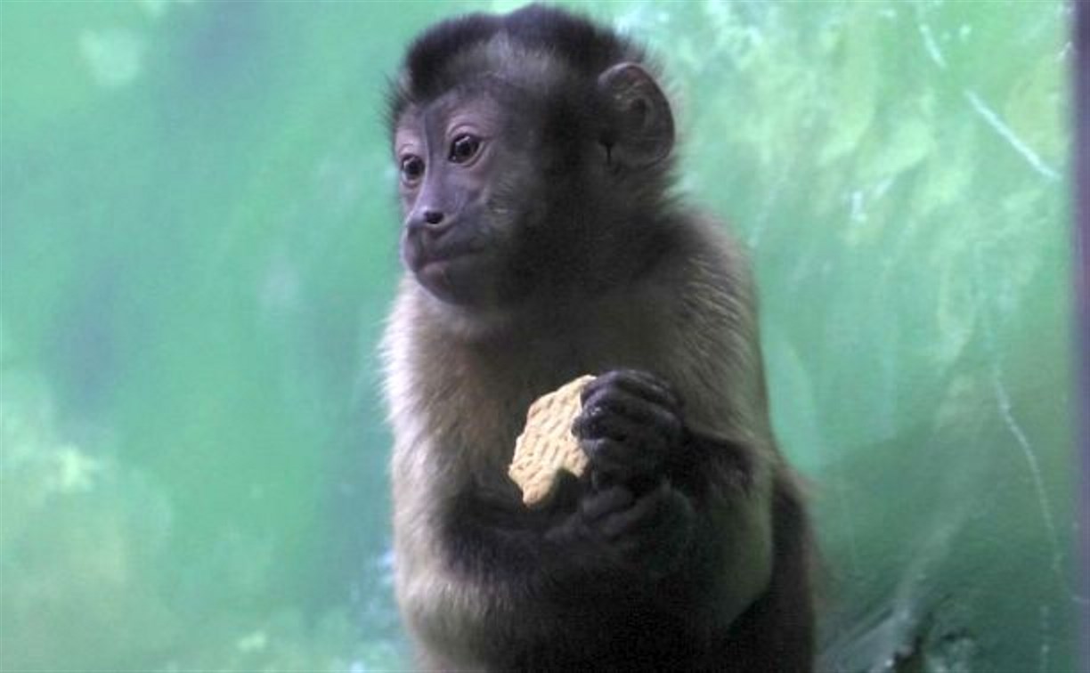 Зоопарк Южно-Сахалинска открыл впечатляющий приматник