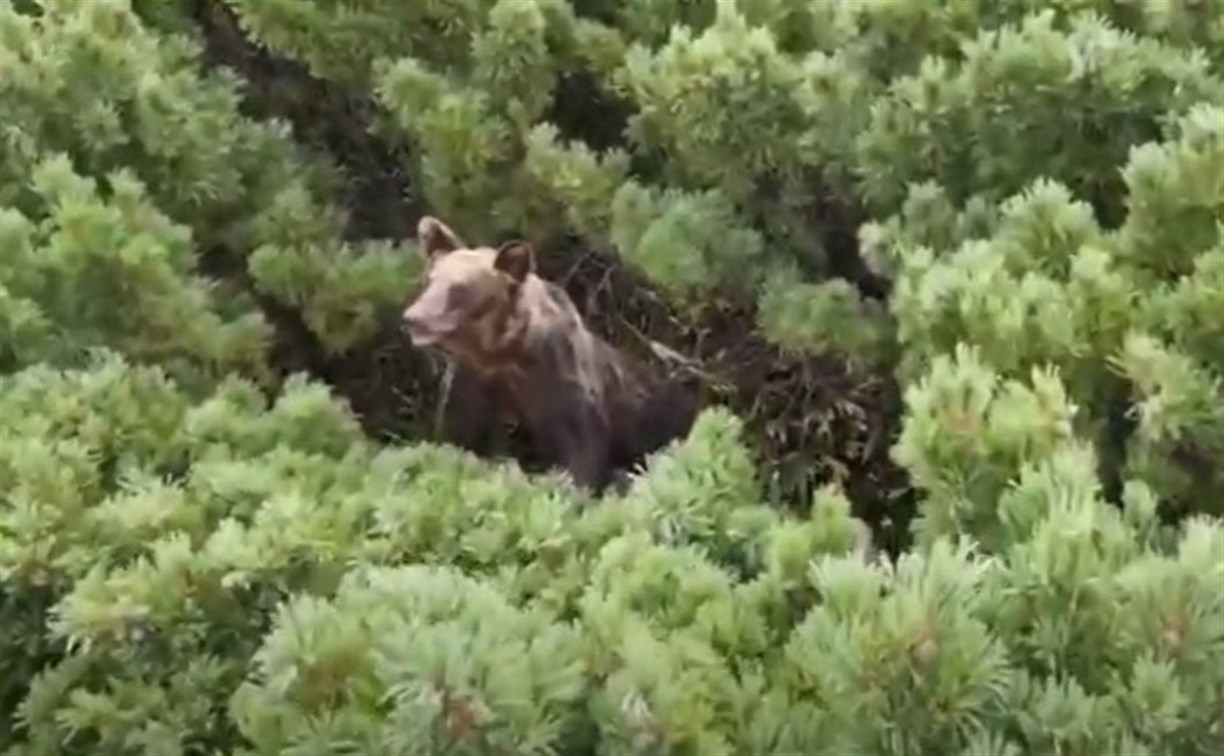 Такое увидишь только на Курилах: медведь ел шишки на фумарольном поле у вулкана 