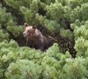 Такое увидишь только на Курилах: медведь ел шишки на фумарольном поле у вулкана 