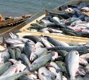 Нынешняя лососевая путина на Дальнем Востоке стала четвертой по объему вылова за 16 лет