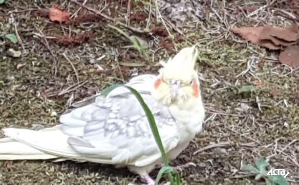 "Думал, в тропики попал": в южно-сахалинском парке увидели попугая