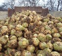 Владельцы «дальневосточных гектаров» собираются возродить культуру выращивания куузику на Сахалине
