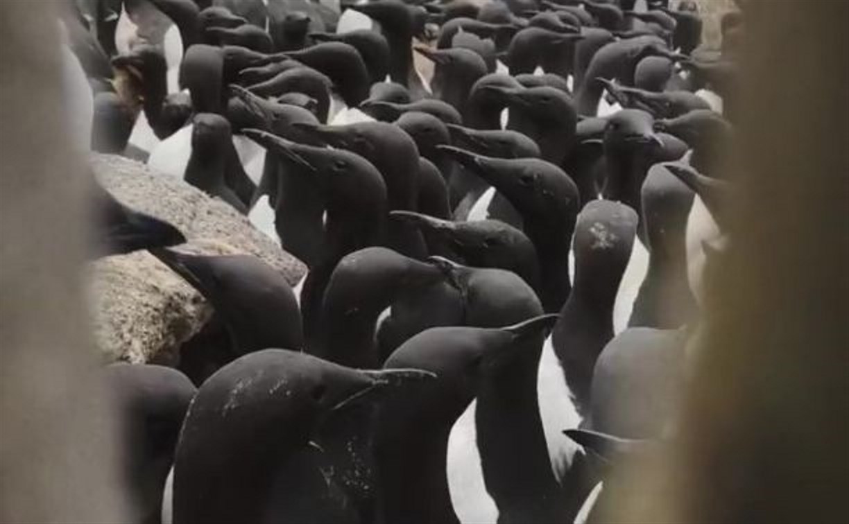 Птицы поклевали сахалинского блогера на необитаемом острове среди глупышей