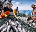 Россия и Япония не договорились о рыбе: под угрозой промысел на 2026 год