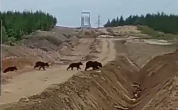 Медведица на Сахалине привела детёнышей на стройку