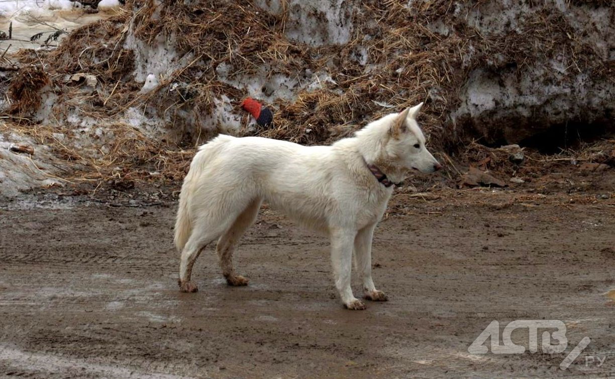 На Камчатке чипированные собаки напали на первоклассника