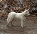 На Камчатке чипированные собаки напали на первоклассника