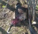 На окраине Поронайска таинственным образом погибли три телёнка