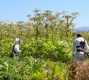 Свыше 100 гектаров земли в Южно-Сахалинске очистили от опасного борщевика
