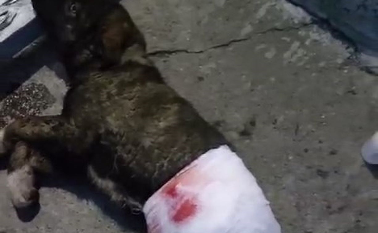 Щенок попал под поезд на Сахалине и лишился лапы Щенок попал под поезд на Сахалине и лишился лапы
