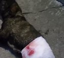 Щенок попал под поезд на Сахалине и лишился лапы