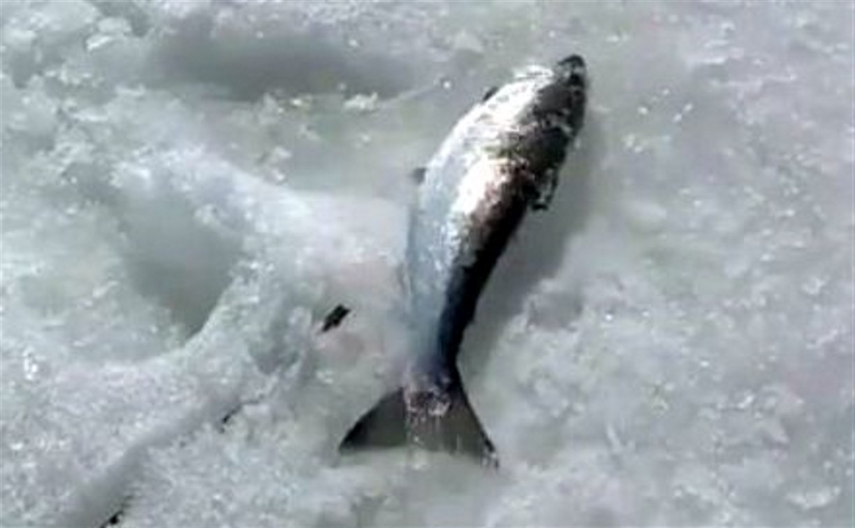 Сахалинские рыбаки на Буссе из-подо льда неожиданно достали симу