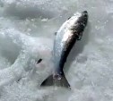 Сахалинские рыбаки на Буссе из-подо льда неожиданно достали симу