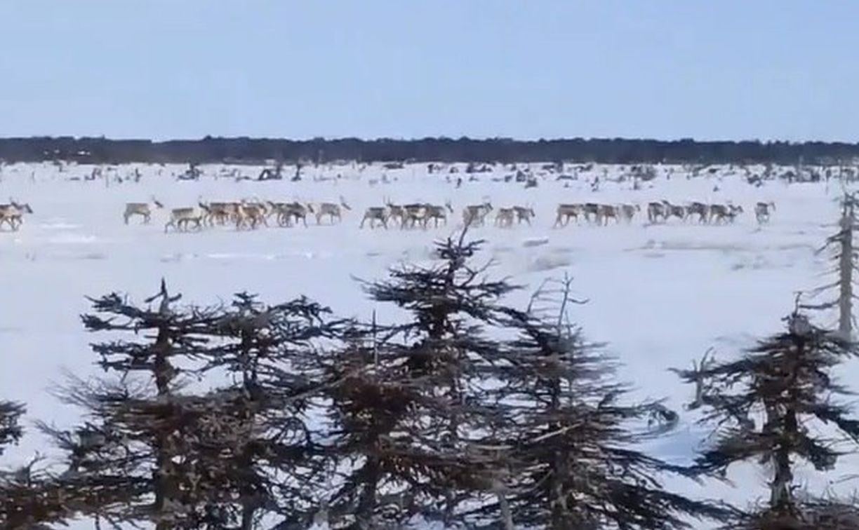 Редкие кадры: лесничие встретили большое стадо северных оленей во время зимнего учёта
