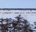 Редкие кадры: лесничие встретили большое стадо северных оленей во время зимнего учёта